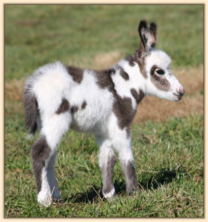 Ma Bell's 2011 Jennet Foa