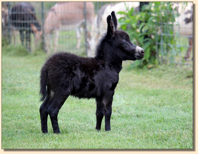 HHAA It's My Party, black miniature donkey jennet born at Half Ass Acres in 2019