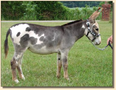 Ch Ching  ~ June 2007