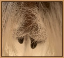 Photo of jennet's teats and bag before foaling.