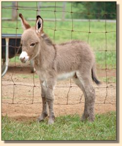 A Walk in the Park, Light Red Gelding Prospect
